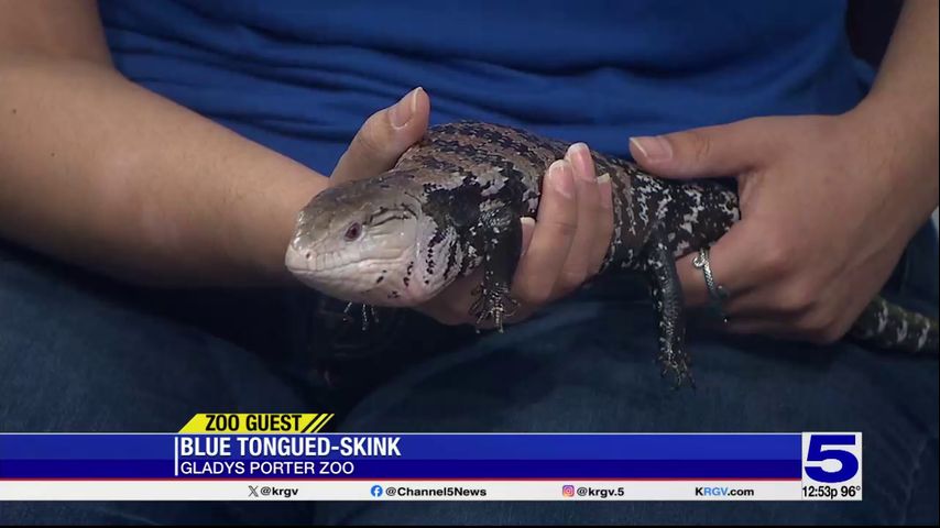 Zoo Guest: Blue-tongued skink