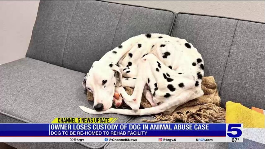 McAllen owner loses custody of dog in animal abuse case