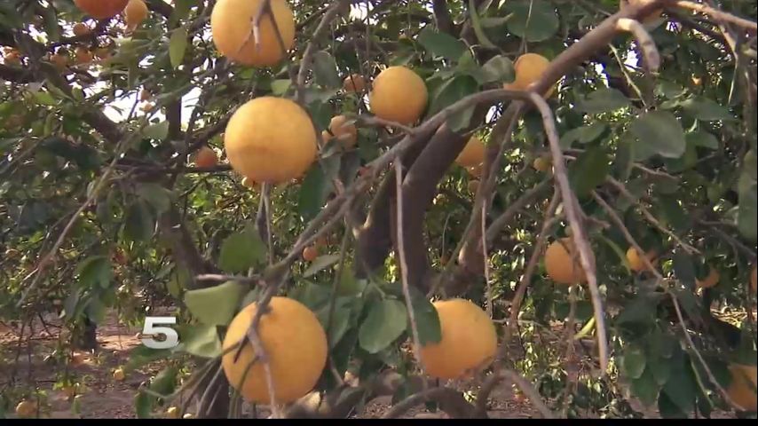 Citrus Grower Says Grapefruits' Lack of Growth Affecting Profits