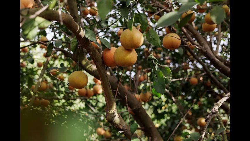 Texas’ citrus industry — once an agricultural powerhouse — is on the brink of disaster