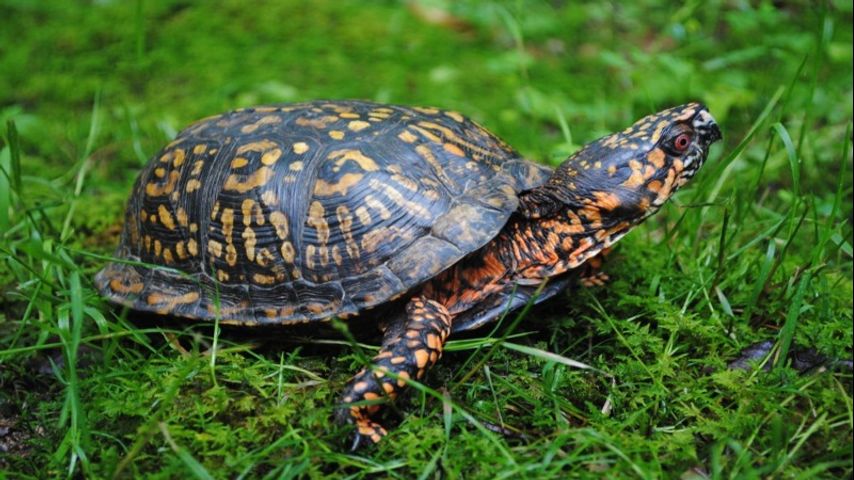 Man charged with illegally trading Louisiana box turtles