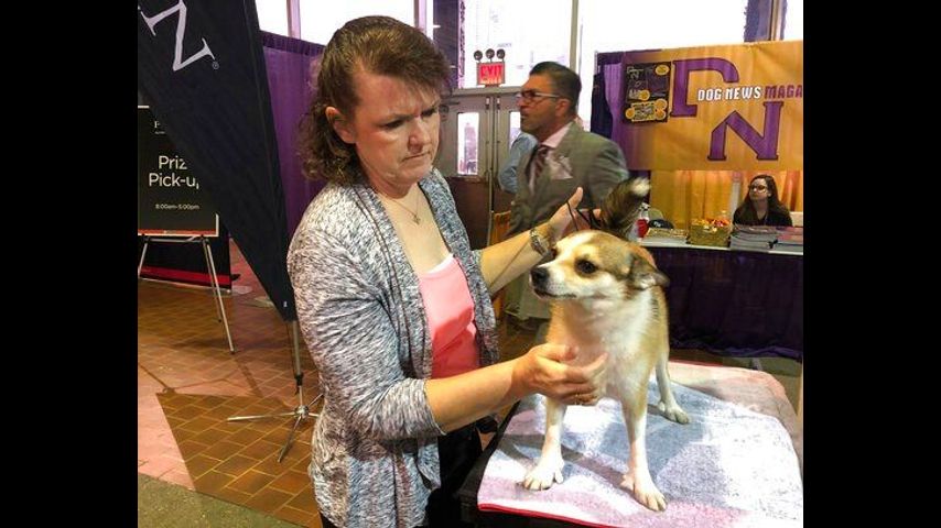 Dachshunds get chance to break out of Westminster doghouse