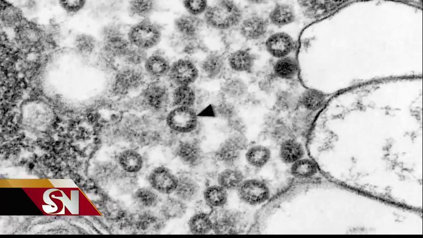 Condado Hidalgo confirma 11 casos adicionales de coronavirus, 31 personas dadas de alta