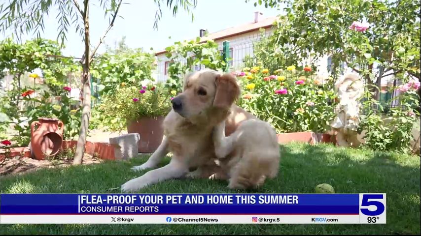 Consumer Reports: Flea-proof your pet and home this summer