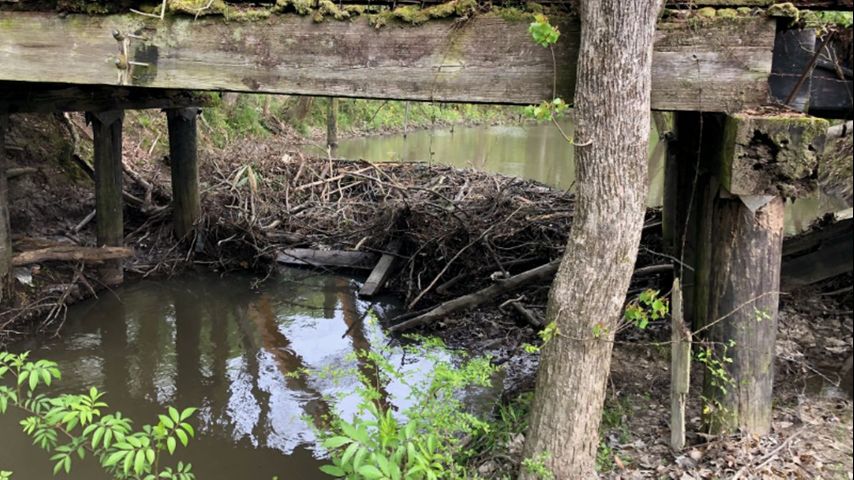 Officials: Person destroying beaver dams to blame for explosions that