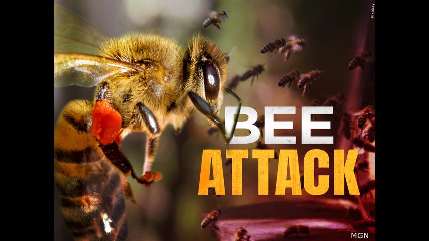 Firefighter hospitalized in McAllen bee attack