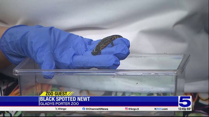 Zoo Guest: The Black Spotted Newt