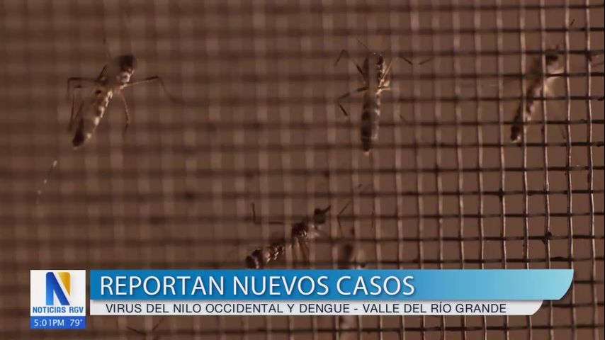 Identifican casos potenciales de enfermedades transmitidas por mosquitos en el condado Hidalgo