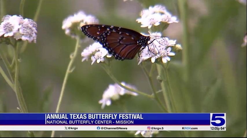 Annual Texas Butterfly Festival scheduled for Saturday in Mission