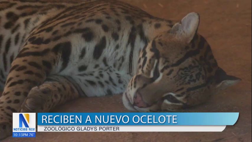 Gladys Potter Zoo da la bienvenida a nuevo ocelote