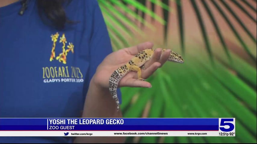 Zoo Guest: Yoshi the leopard gecko
