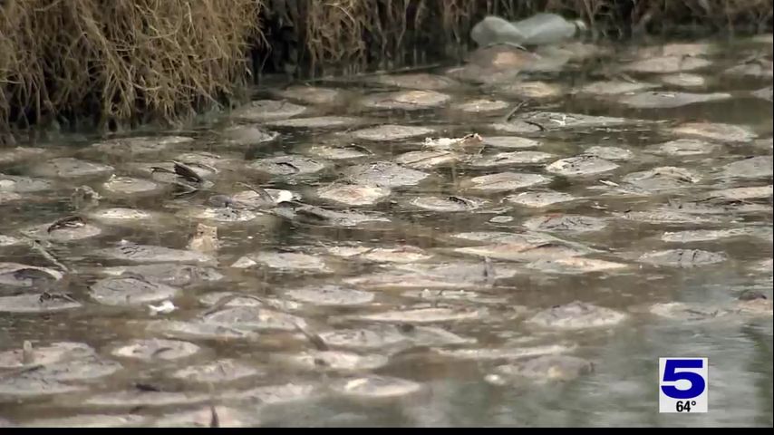 'That horrible smell': Slow clean up of dead fish after freeze concerns Santa Rosa residents