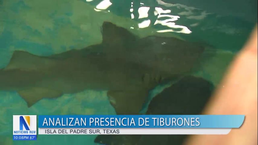 Expertos analizan ataques recientes de tiburones en la Isla