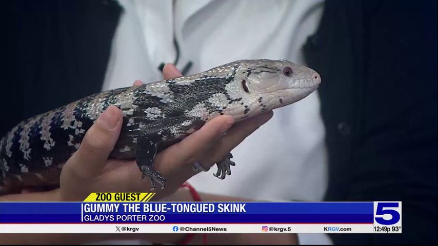 Zoo Guest: Gummy, the Blue-Tongued Skink