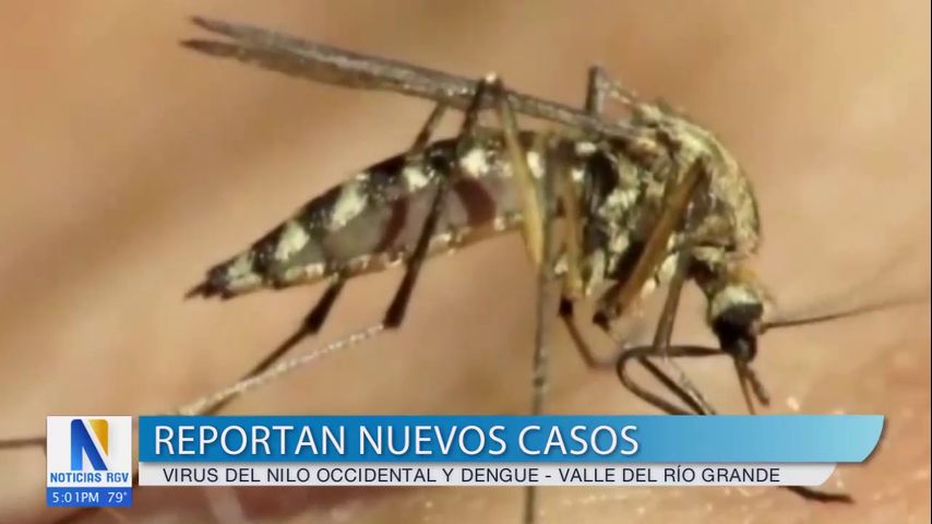 Identifican aumento de actividad de enfermedades transmitidas por mosquitos en el condado Cameron