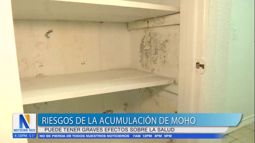 Recomendaciones para eliminar el moho en los hogares