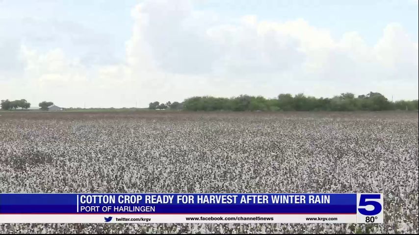 Cotton farmers squeeze by with good harvest