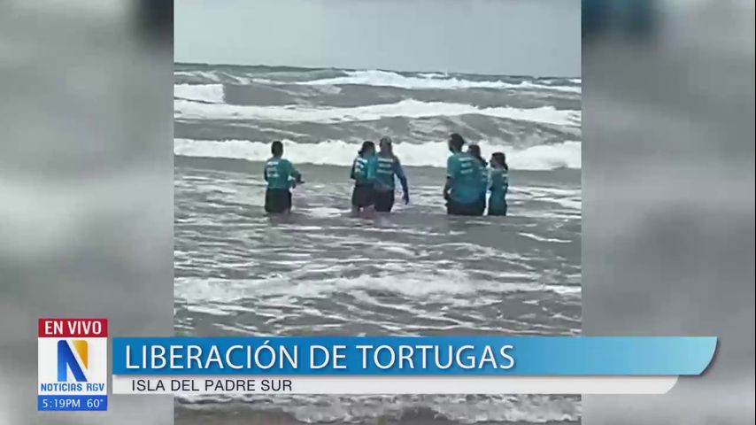 Liberan a tortugas recuperadas en la Isla del Padre Sur