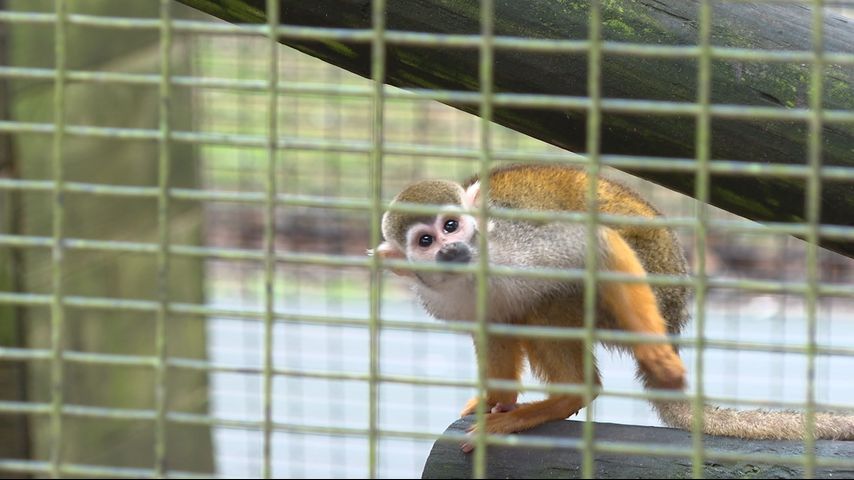 A dozen squirrel monkeys were stolen from a Louisiana zoo