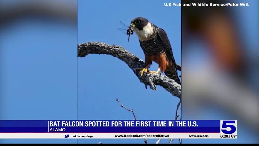 Bat Falcon spotted at Santa Ana Wildlife Refuge