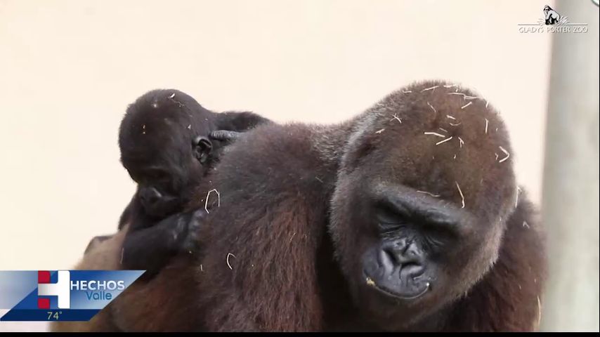 Muere gorila en el zoológico Gladys Porter