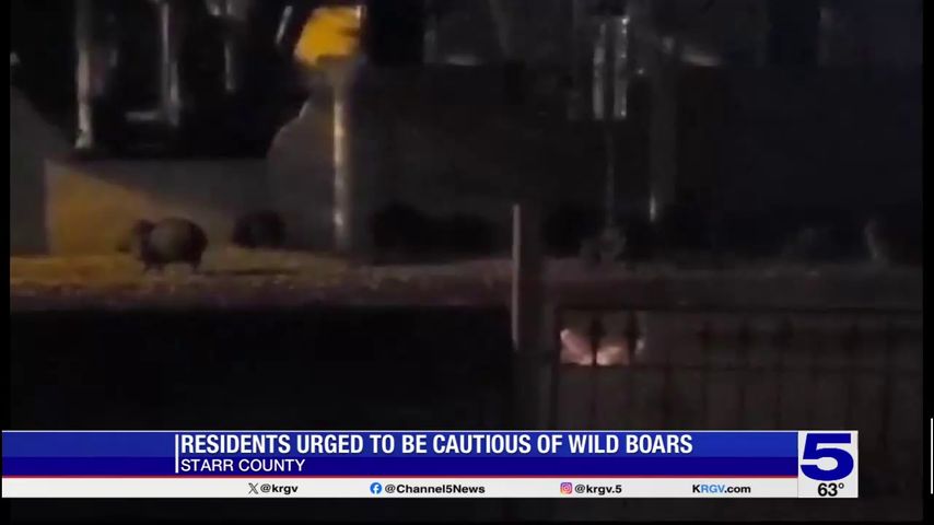 Wild boars spotted in neighborhoods near Rio Grande City