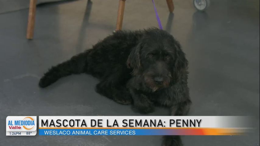 Comunidad: ¡Conozca a la mascota de la semana, Penny!