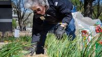 Simple steps can protect plants against Christmas blast of cold air