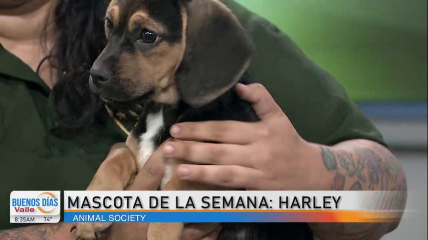 Comunidad: ¡Conozcan a la mascota de la semana, Harley!