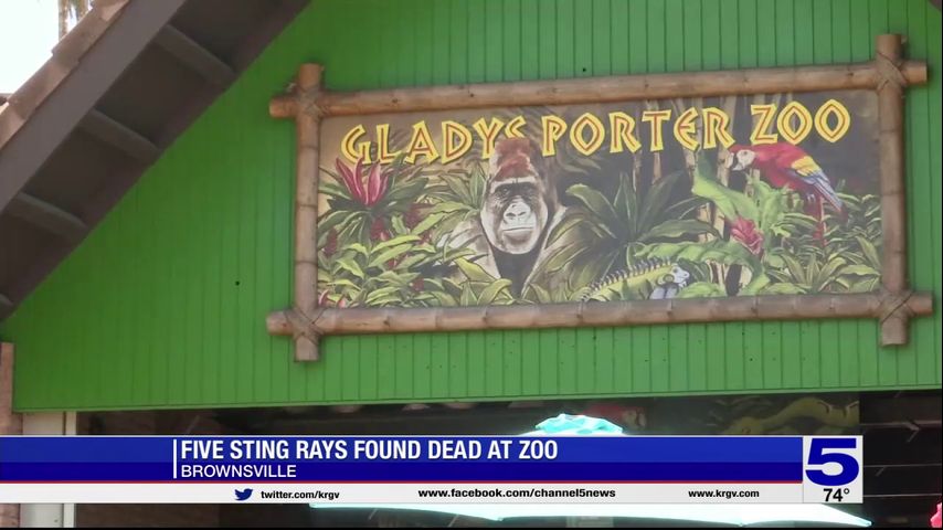 Death of five stingrays at Gladys Porter Zoo under investigation