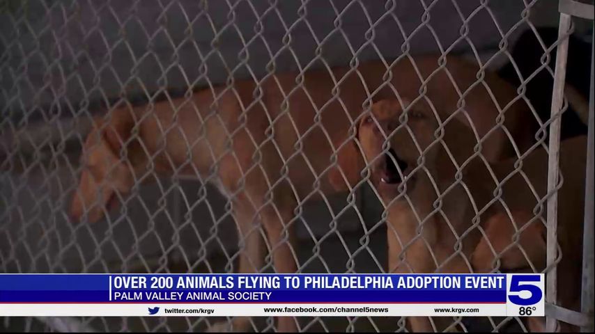 PVAS flying more than 200 animals to Philadelphia adoption event