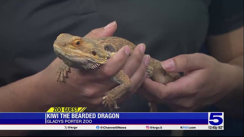 Zoo Guest: Kiwi the Bearded Dragon