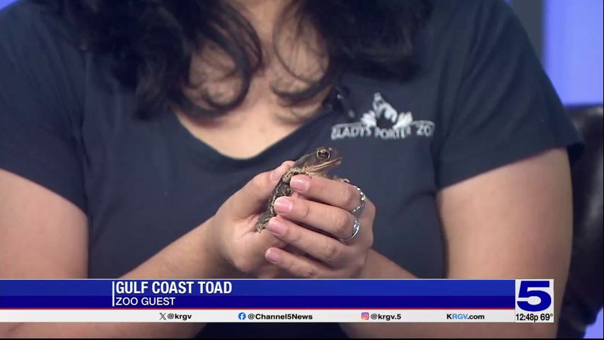 Zoo Guest: Gulf Coast Toad