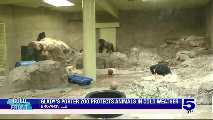 Gladys Porter Zoo makes adjustments for cold weather