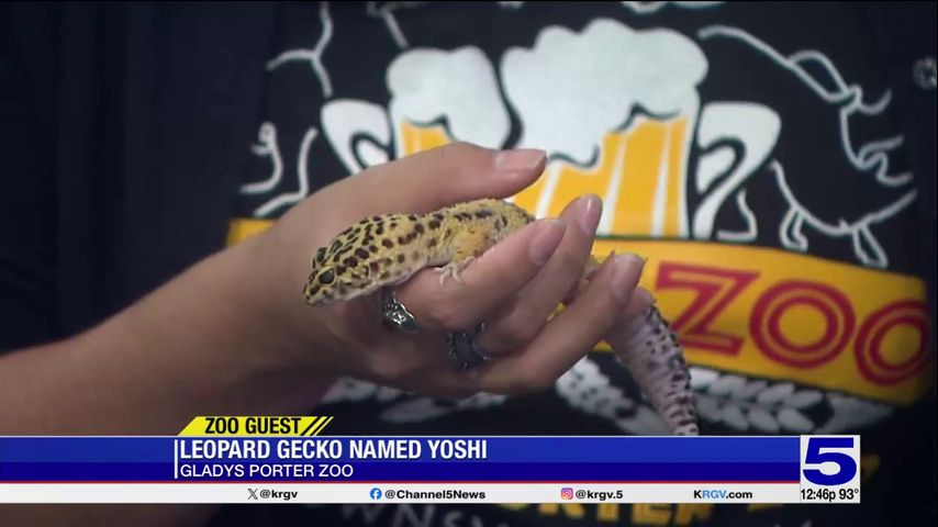 Pet of the Week: Yoshi the Leopard Gecko