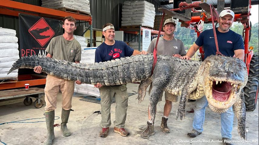 Longest alligator in Mississippi history captured by hunters