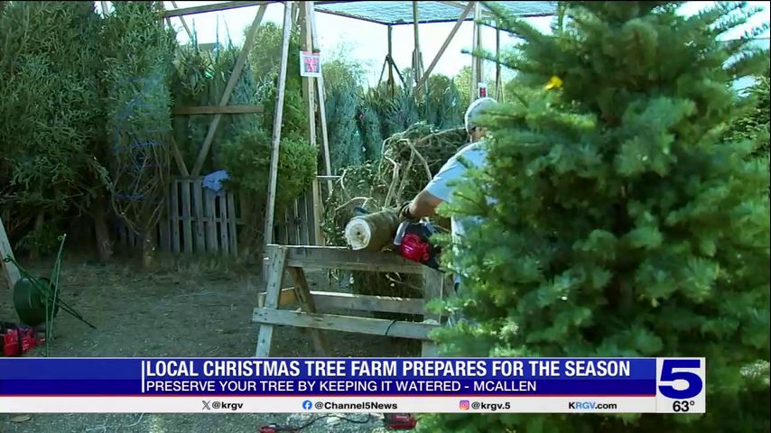 McAllen Christmas tree farm ushering in the Christmas season