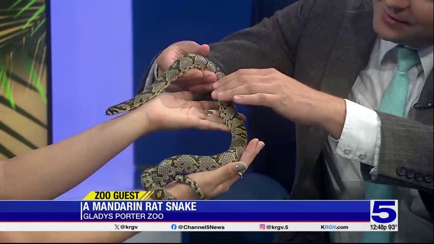 Zoo Guest: Mandarin Rat Snake