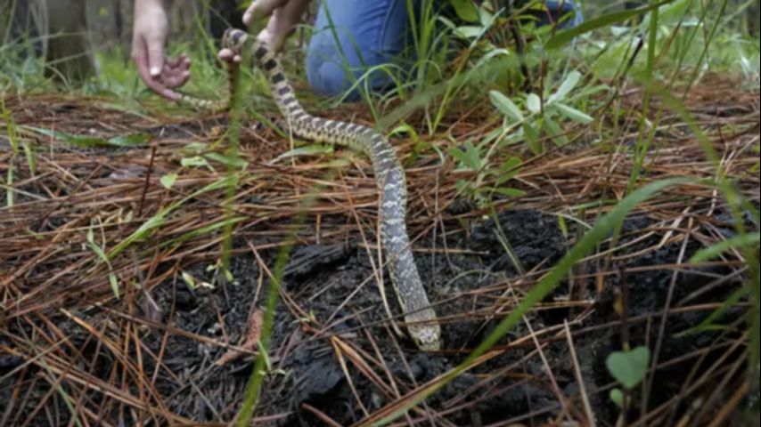 Memphis 'snake factory' transplants slither into their new home in