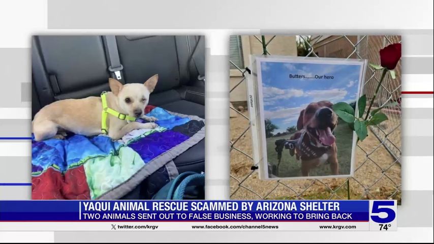 Valley animal rescue scammed into sending disabled dogs to false Arizona business