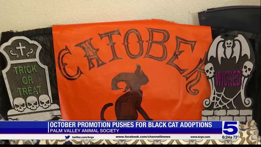Edinburg animal shelter pushing for black cat adoptions during October