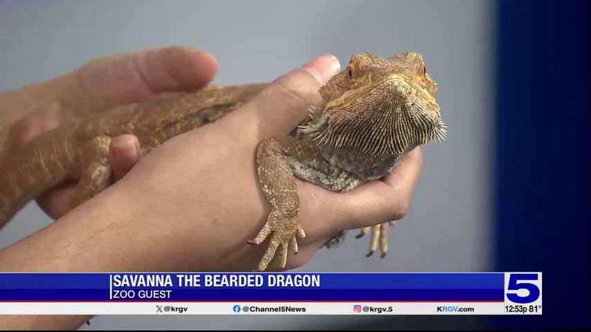 Zoo Guest: Savanna the bearded dragon