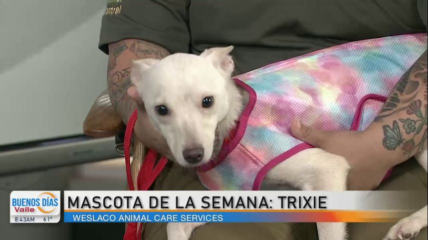Comunidad: ¡Conozca a nuestra Mascota de la Semana, Trixie!