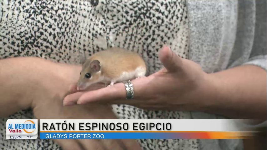 Desde El Zoológico: El Ratón espinoso egipcio