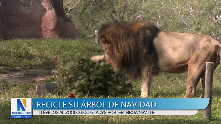 Zoológico acepta árboles de Navidad, los cuales benefician a los animales