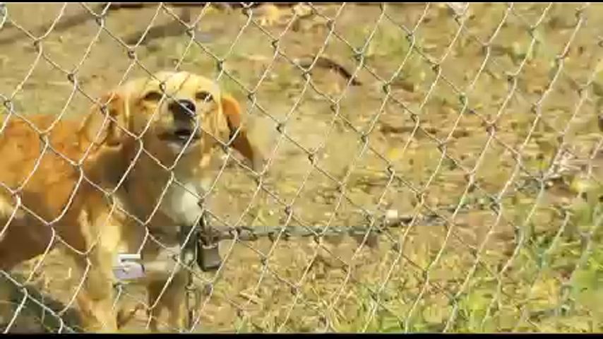 Mujer Ayuda A Perros Descuidados