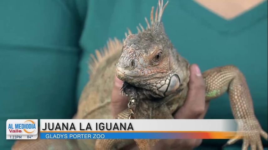 Desde El Zoológico: La iguana Juana