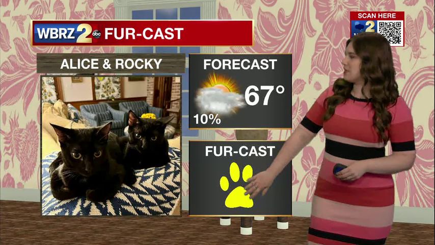 Alice & Rocky Fur-cast
