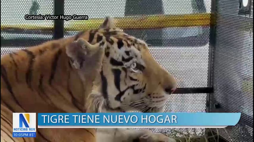 Capturan a tigre que se escapó de un zoológico en Reynosa