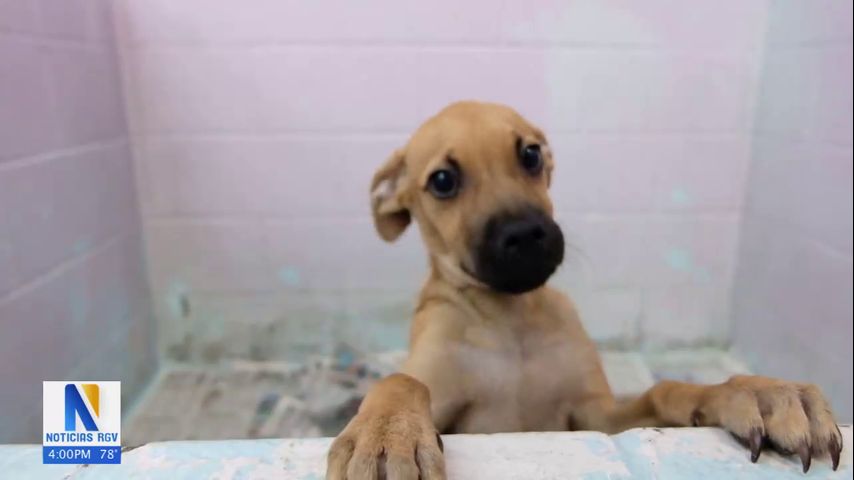 Albergue de mascotas en Harlingen supera la cantidad mínima